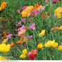 Californian Poppy 'Monarch Mixed' - Seeds