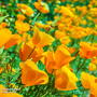 Californian Poppy 'Sun Shades' - Seeds