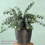 Eucalyptus pulverulenta 'Baby Blue'