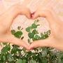 Eucalyptus websteriana ?Botanic Hearts?
