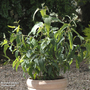 Eucalyptus citriodora