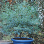 Eucalyptus gunnii 'France Bleu'