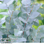 Eucalyptus pulverulenta 'Baby Blue'