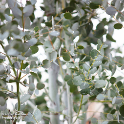 Eucalyptus gunnii 'Silverana'