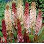 Eucomis hybrids Mixed - Seeds