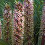 Eucomis hybrids Mixed - Seeds