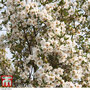 Eucryphia x nymansensis 'Nymansay'