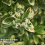 Euonymus japonicus 'President Gauthier'