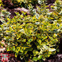 Euonymus fortunei 'Emerald 'n' Gold'