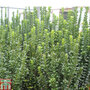 Euonymus japonicus 'Green Rocket'
