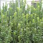 Euonymus japonicus 'Green Rocket'