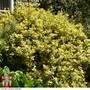 Euonymus japonicus 'Ovatus Aureus'