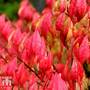 Euonymus alatus 'Compactus'