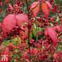Euonymus planipes