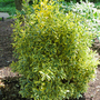 Euonymus japonicus 'Albomarginatus'