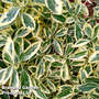 Euonymus japonicus 'Bravo'