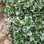 Euonymus fortunei 'Emerald Gaiety'