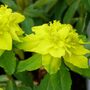 Euphorbia Polychroma