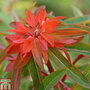 Euphorbia griffithii 'Fireglow'