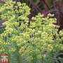 Euphorbia characias 'Glacier Blue'