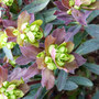 Euphorbia amygdaloides var. robbiae