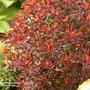 Euphorbia epithymoides 'Bonfire'