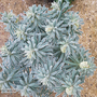 Euphorbia characias 'Glacier Blue'