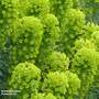 Euphorbia characias subsp. wulfenii 'Shorty'