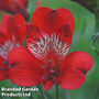 Alstroemeria 'Nirvana'