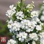 Exochorda 'Magical Springtime'