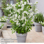 Exochorda 'Blushing Pearl'