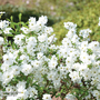 Exochorda 'Magical Springtime'