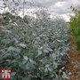 Eucalyptus gunnii 'Silverana'