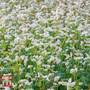 Green Manure 'Buckwheat' - Seeds