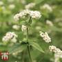 Green Manure 'Buckwheat' - Seeds