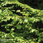 Green Beech (Mature Tree)