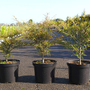 Green Beech 'Mercedes'