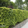 Green Beech (Hedging)