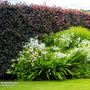 Copper Beech (Hedging)