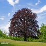 Copper Beech (Mature Tree)