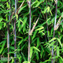 Bamboo 'Black Dragon'
