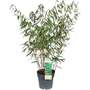Umbrella Bamboo 'Early Green'
