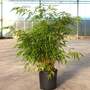Bamboo 'Formidable'