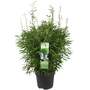 Umbrella Bamboo 'Moontears Boobux'