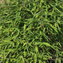 Umbrella Bamboo 'Selection'