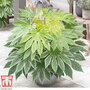 Fatsia japonica 'Spiders Web' (Tsumugi-shibori)