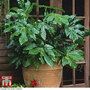 Fatsia japonica