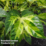 Fatsia Duo