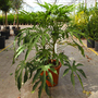 Fatsia polycarpa 'Green Fingers'