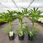Fatsia polycarpa